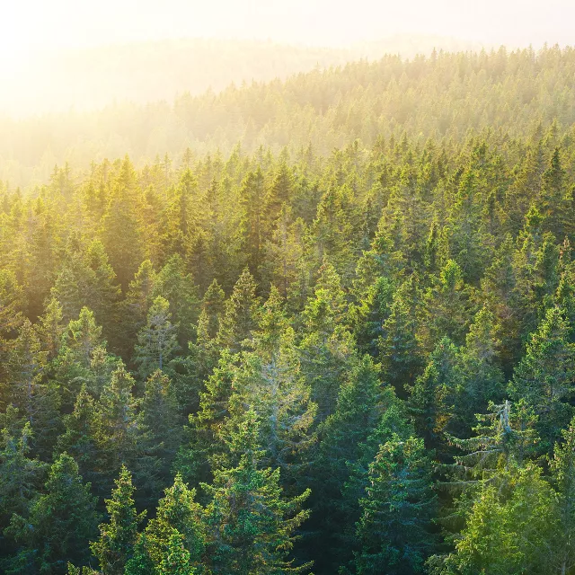 large expansive forest aerial view