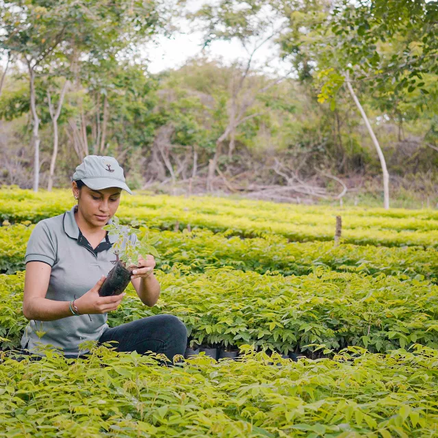 woman checking seedling in a large nursery