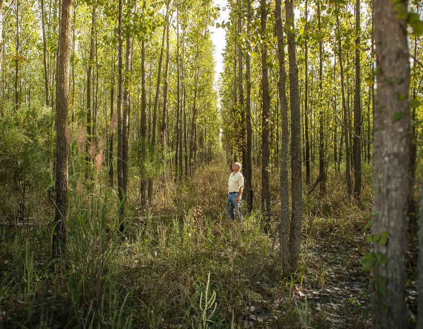 Man looking at young growth forest carbon planting project