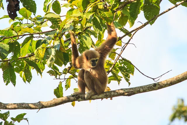 gibbon monkey in tree