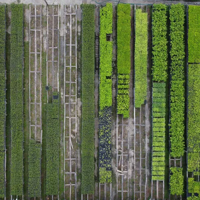 reforesting project mexico