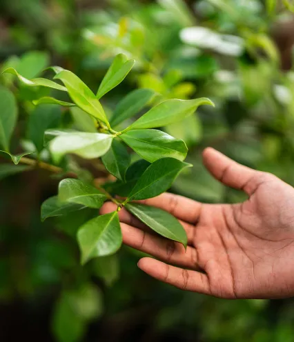 A hand gently touches vibrant green leaves on a plant, conveying a sense of connection with nature. The background is softly blurred with greenery.
