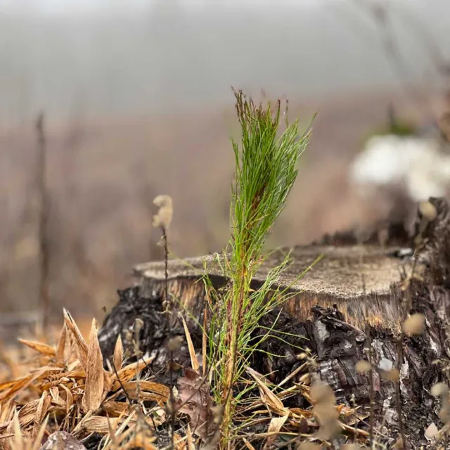 A small green sprout emerges from a tree stump surrounded by dry leaves and foggy landscape in the background.