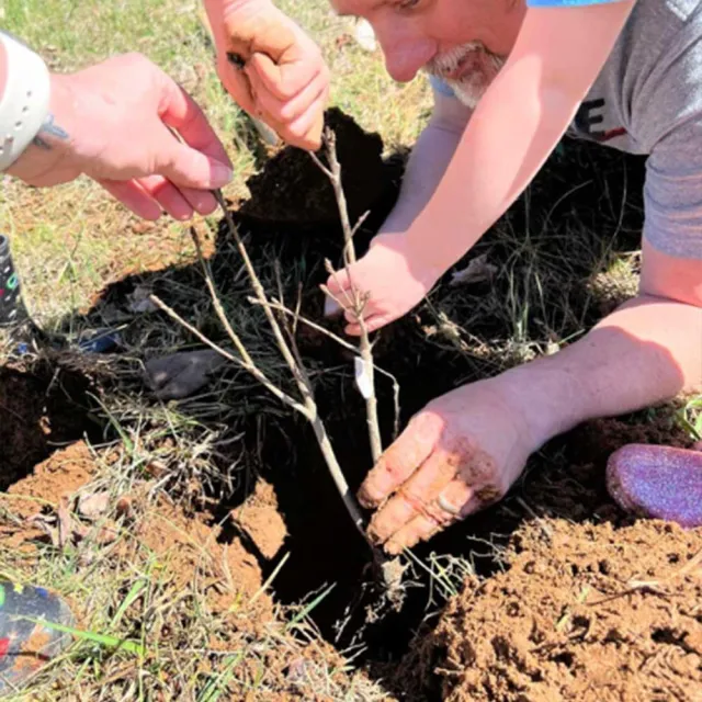 A close-up of a child and adult planting a small tree sapling in a hole, surrounded by dirt and grass, hands working together.