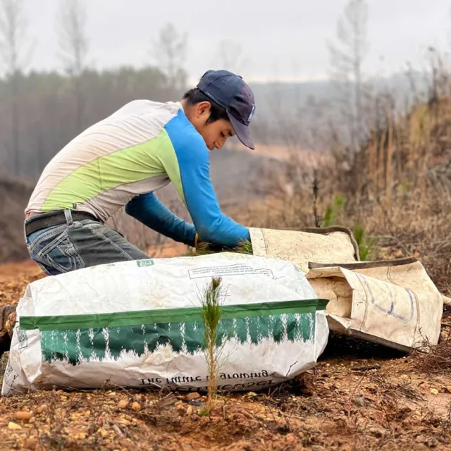 A person kneels beside burlap sacks on the ground, preparing to plant young saplings in a reforested area.