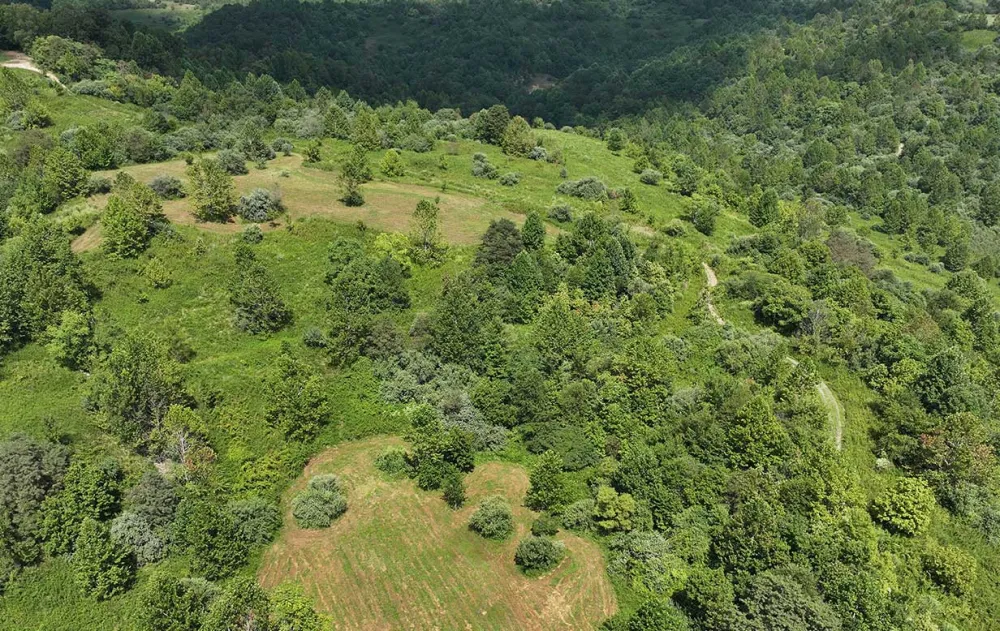 Aerial view of a lush, green landscape with a mix of trees and open grassy areas, surrounded by rolling hills and vibrant vegetation.