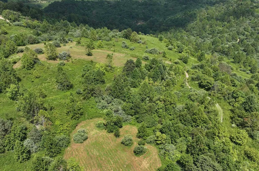Aerial view of a lush, green landscape with a mix of trees and open grassy areas, surrounded by rolling hills and vibrant vegetation.