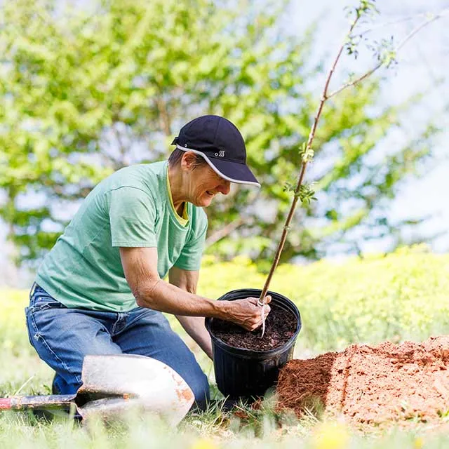 A person wearing a cap and green shirt is planting a small tree from a pot in a garden. A spade and dug earth are nearby. The scene is bright and cheerful.