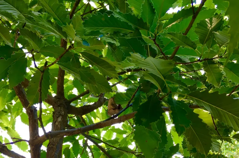 Media Name: Chinkapin-Oak_canopy_LL_Amy-Stouffer_resiz.jpg