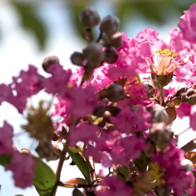 Media Name: common-crapemyrtle.jpg