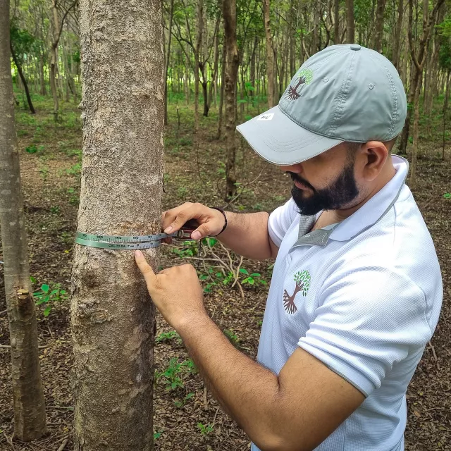 measuring tree diameter