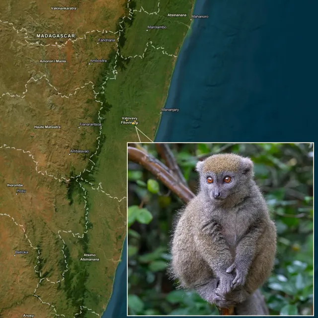 Map of Madagascar with a close-up of a fluffy, gray lemur sitting on a branch, featuring bright eyes and a curious expression.