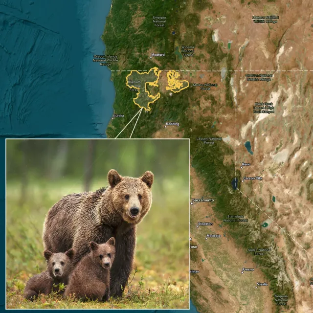 A map of Northern California and Southern Oregon highlighting wildlife habitats, featuring a mother bear with two cubs in the foreground.