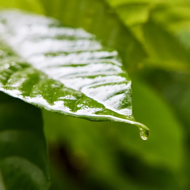 Close-up of a glossy green leaf with water droplets, highlighting its vibrant texture against a blurred green background.