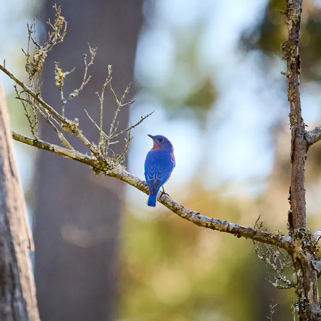 A bird sitting on the branch of a tree with trees in the background.