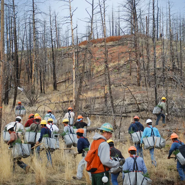 reforestation team on hillside