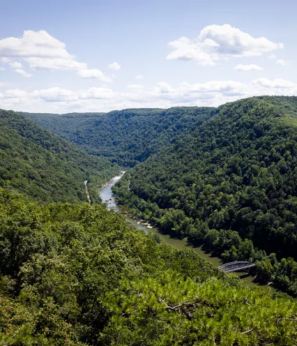 forest with river and bridge