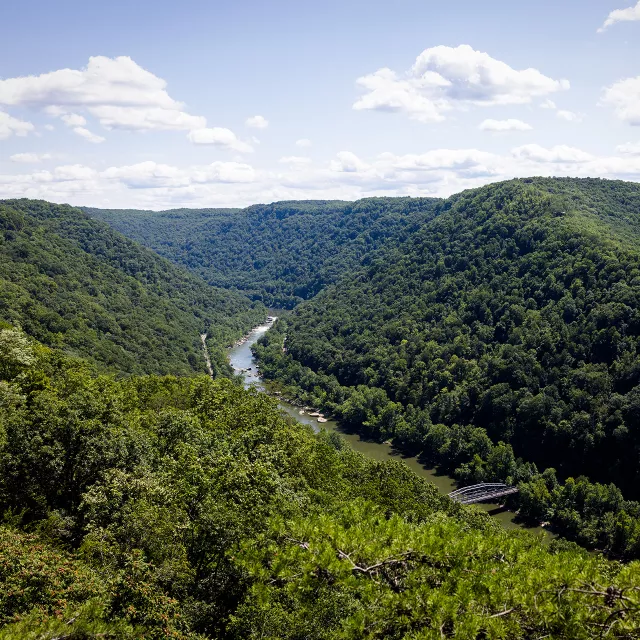 forest with river and bridge