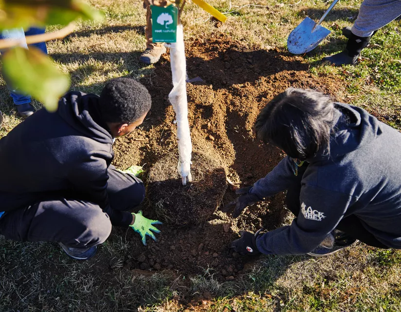 planting a tree