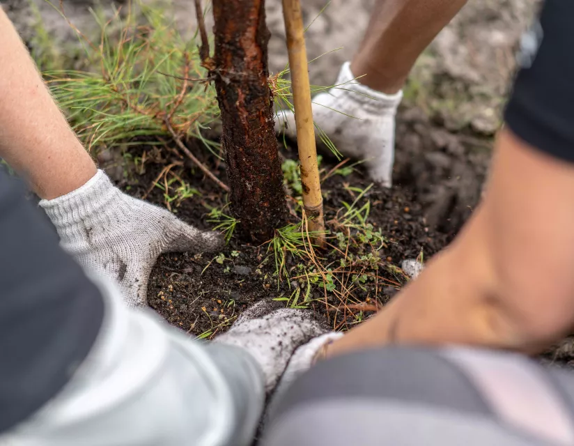 many holds planting a tree