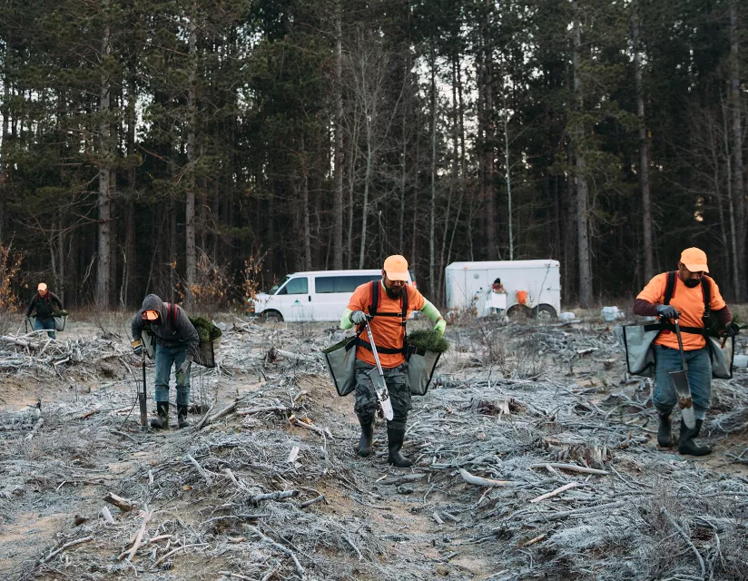 reforesting a large area