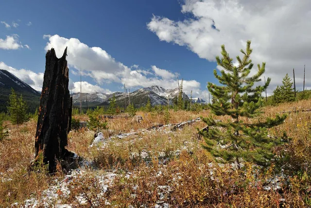 Burnt tree stump and small pine on a grassy, rocky plain, surrounded by mountains and a partly cloudy blue sky, conveying resilience.