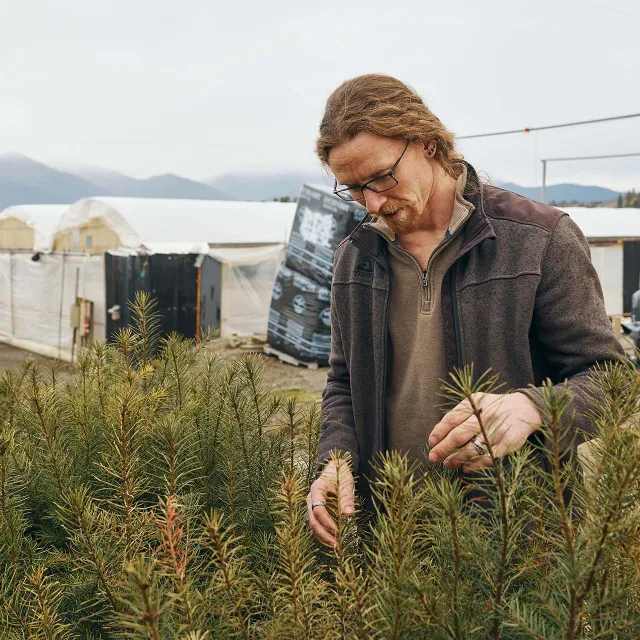 Man with glasses and long hair examines conifer seedlings in a nursery, with greenhouse structures and misty mountains in the background.