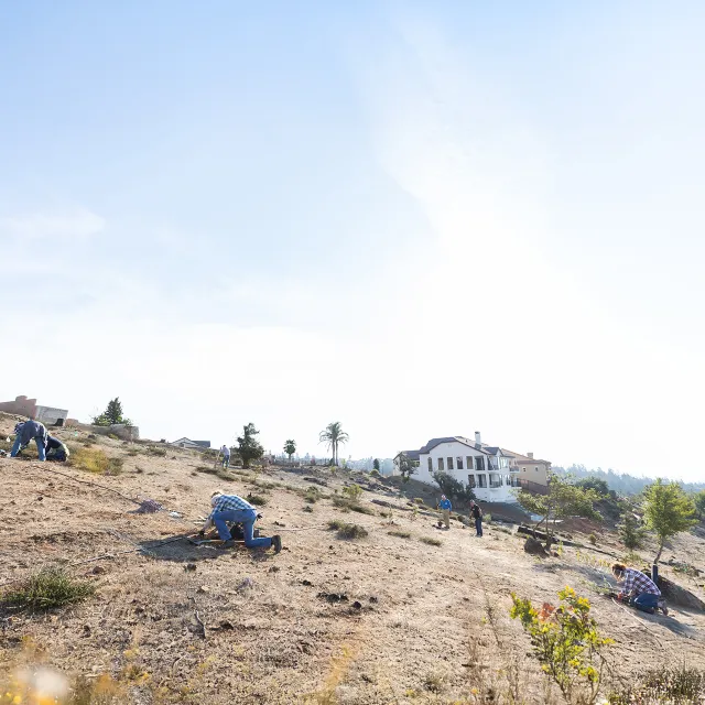 Volunteers planting trees on an empty and dry residential hillside in California.