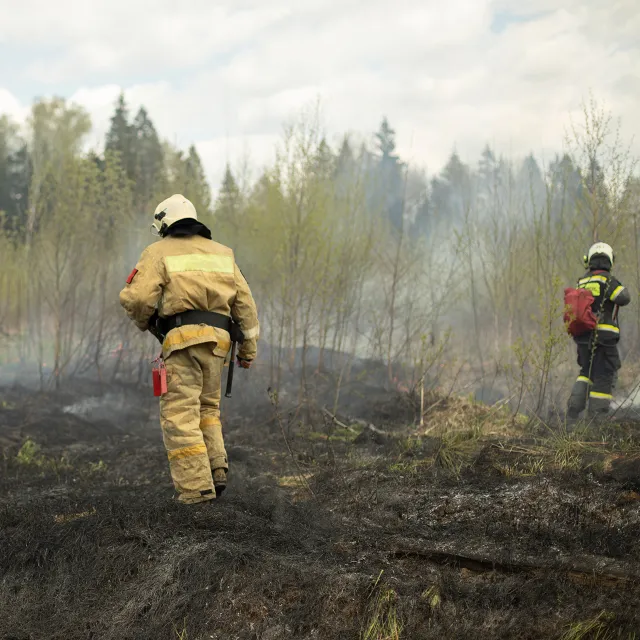 Two firefighters walking through smoldering forest.