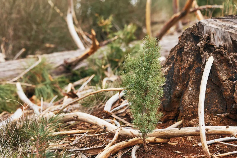 A small, green tree sprouting beside a decaying log and scattered branches, symbolizing new growth in a forest environment.