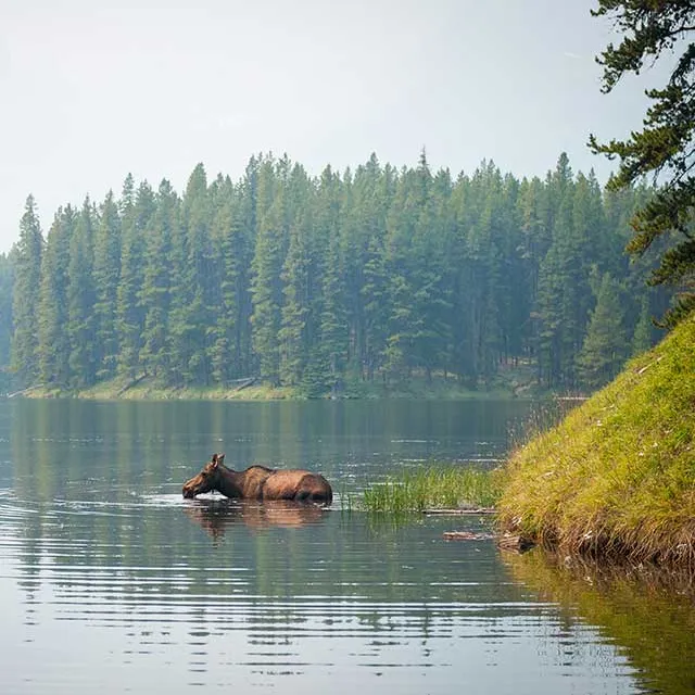 A moose wades in a serene lake, surrounded by lush evergreen trees under soft, hazy skies.
