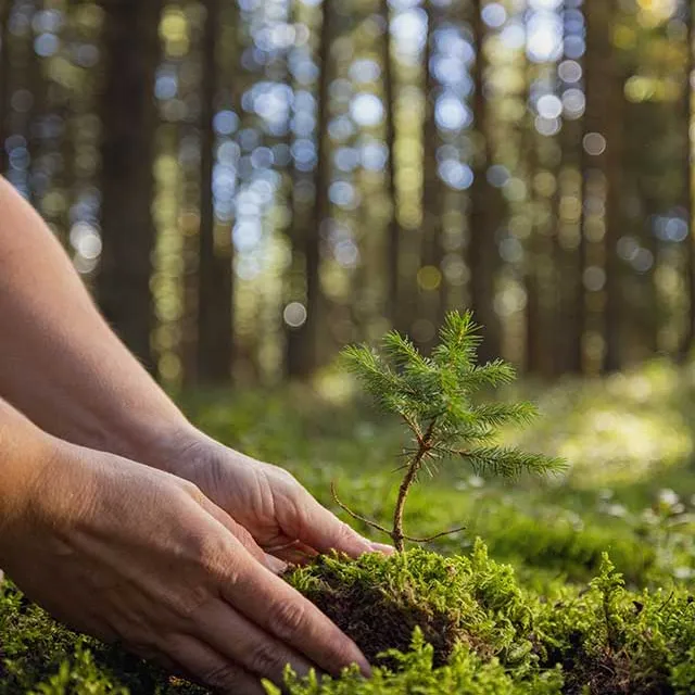 A person gently plants a small sapling in lush green moss, surrounded by tall trees in a sunlit forest.