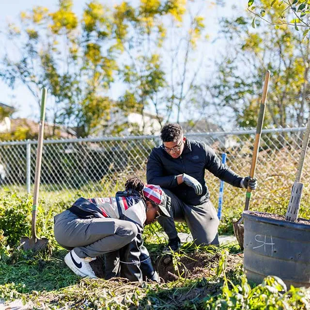 Two people are planting a tree in a sunny, grassy area next to a chain-link fence. They are focused and wearing casual outdoor clothing.