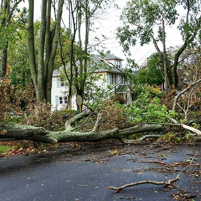 A large tree lies across a residential road, surrounded by fallen branches, obstructing traffic near a house in the background.