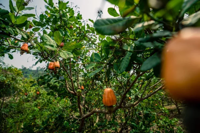 A cashew tree with red cashew apples.