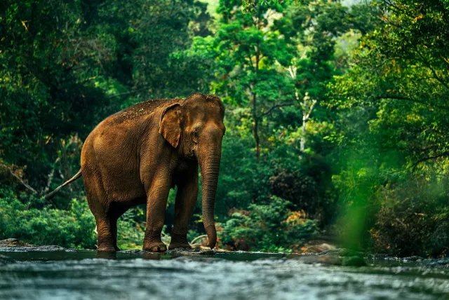An Asian elephant (Elephas maximus) strolling along a river.
