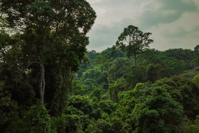 A scenic view of a lush forest stretching out below from a hillside, showcasing vibrant greenery and natural beauty.