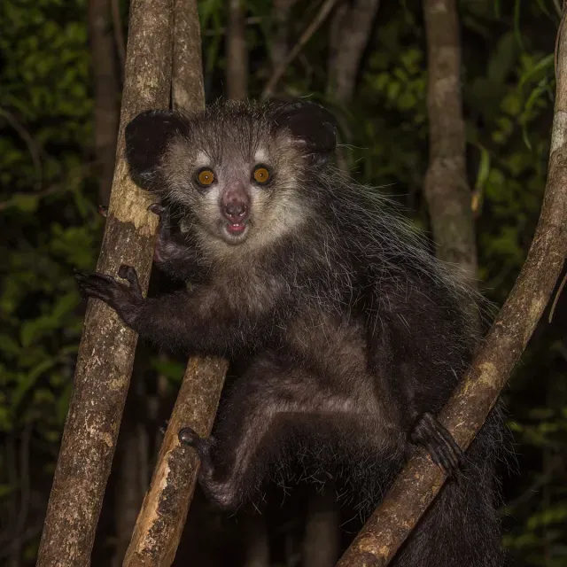 Aye Aye in tree