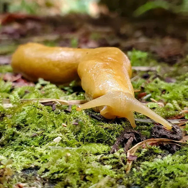 Slug slithering along the mossy ground