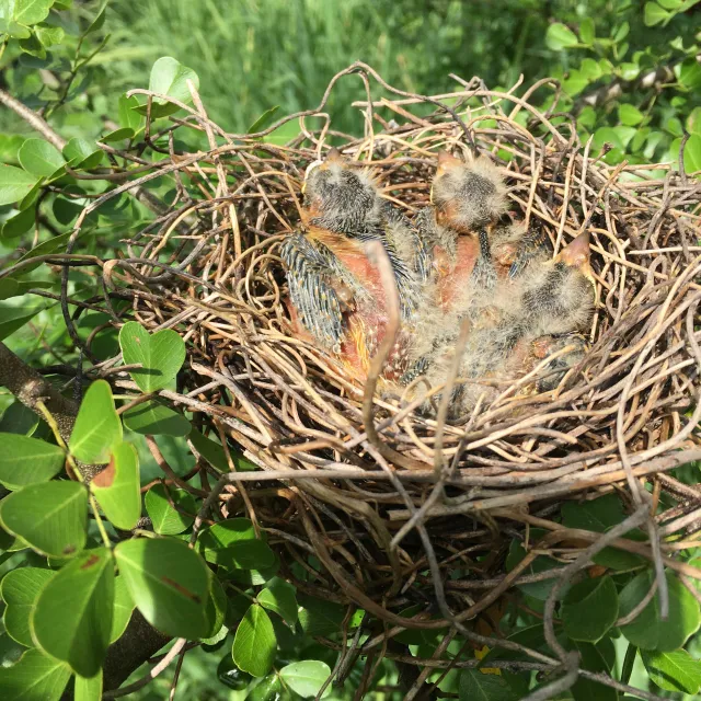 baby birds in a nest