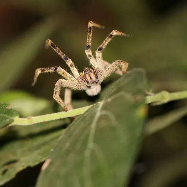 Brazillian spider with arms in the air on a leaf
