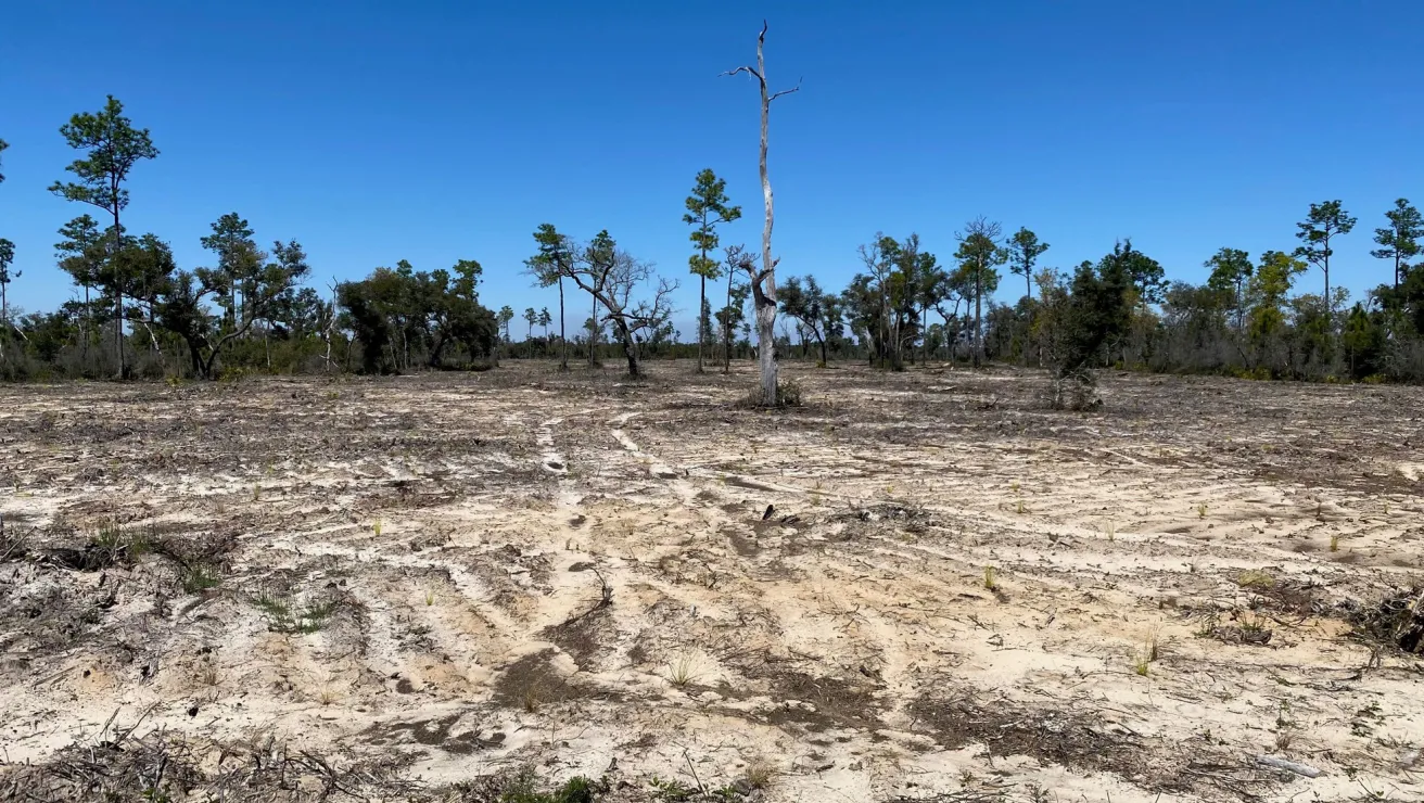 Landscape depicting tree loss and soil erosion.