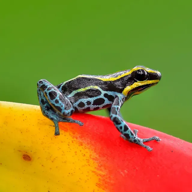 Poison dart frog perched on flower