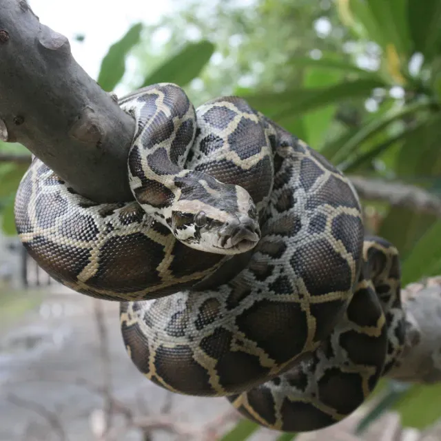 Python wrapped around branch in tree in the forest