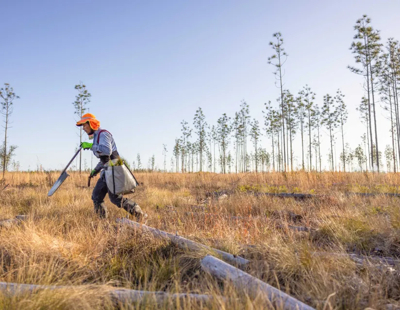 A man wearing an orange hat and vest walks through a forest to plant trees.