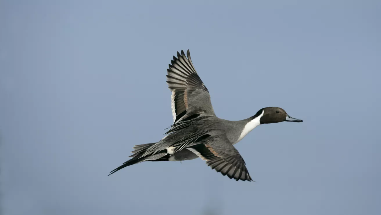 northern pintail bird
