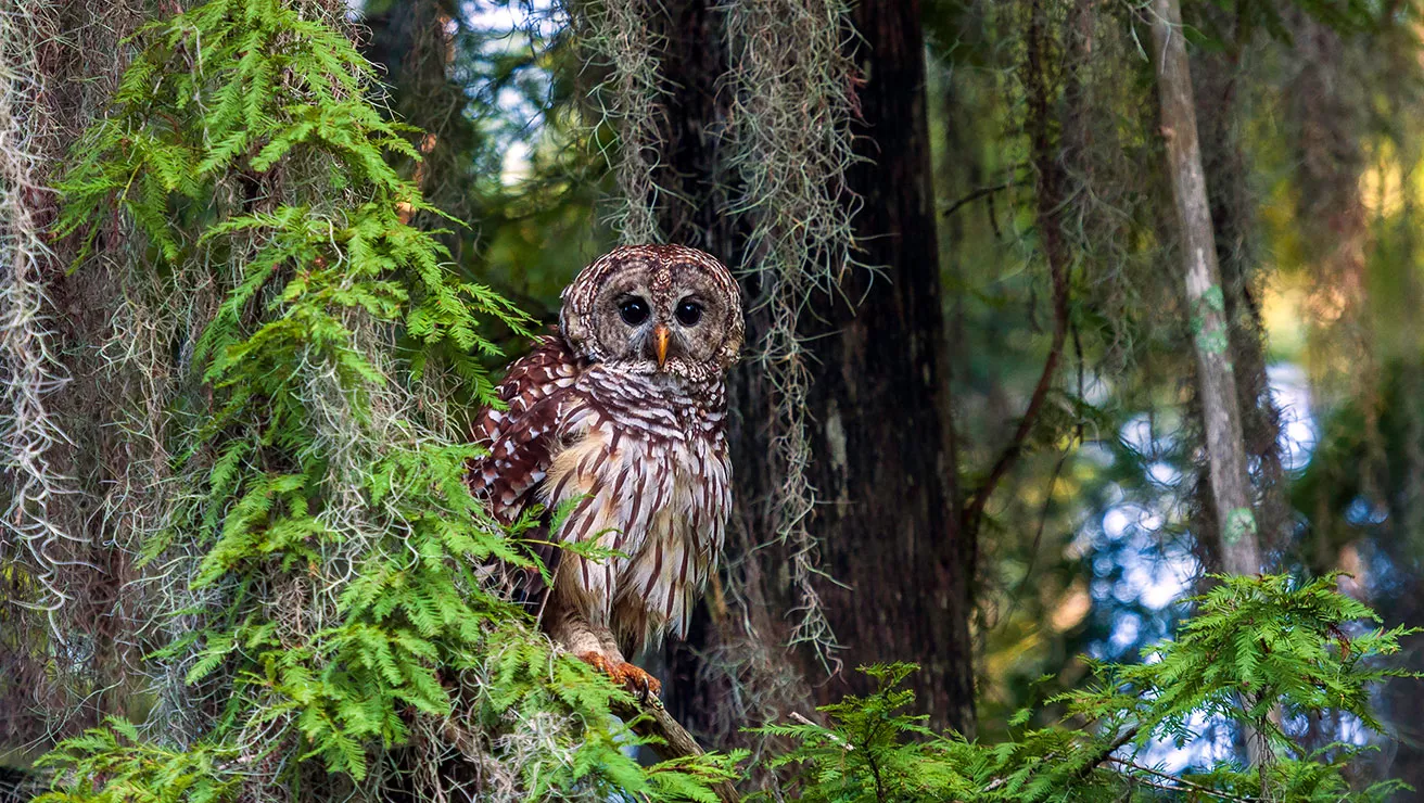 barred owl on a tree
