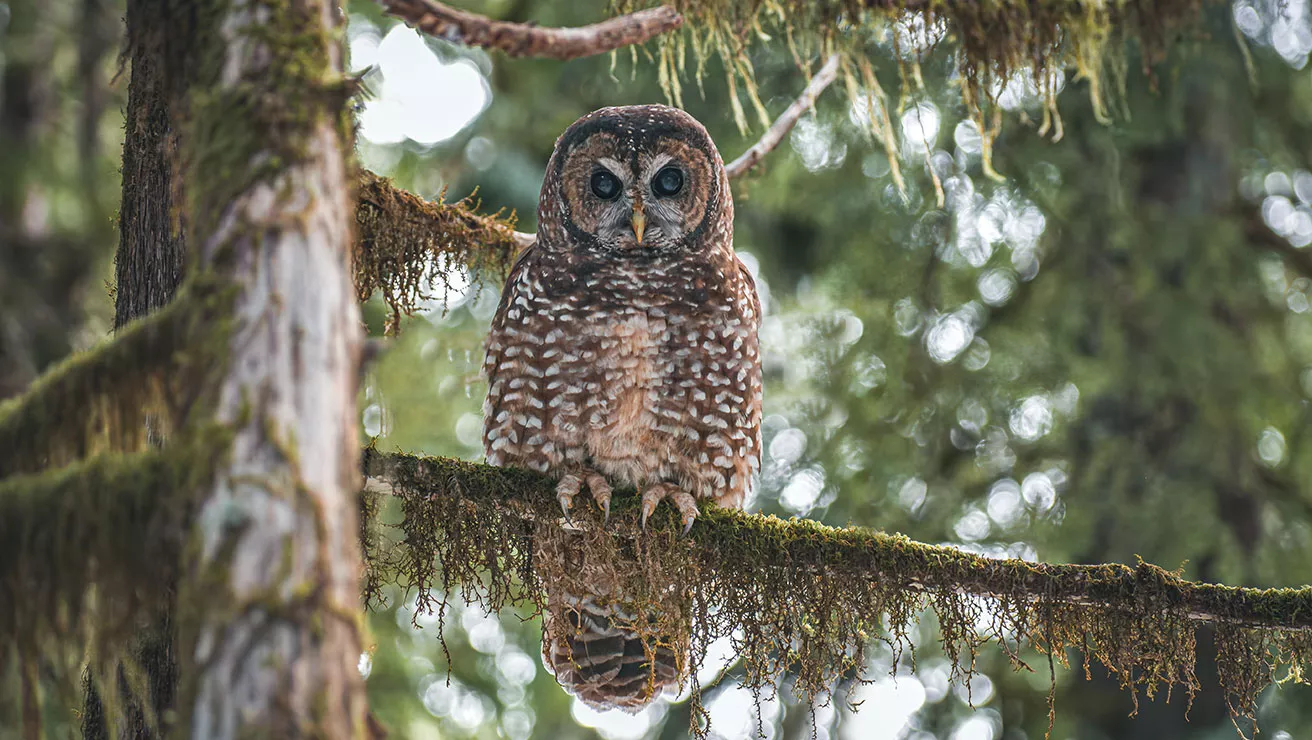northern spotted owl