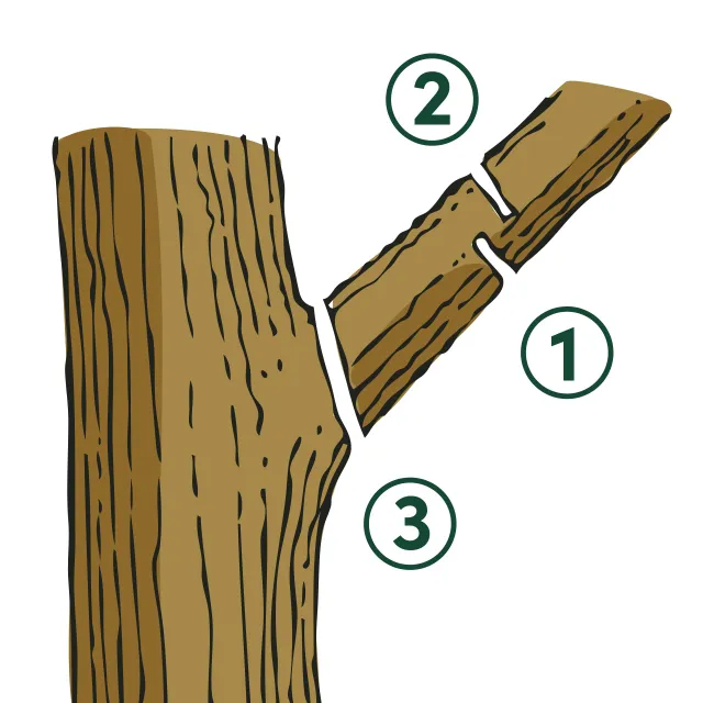 Illustration showing how to properly prune a branch