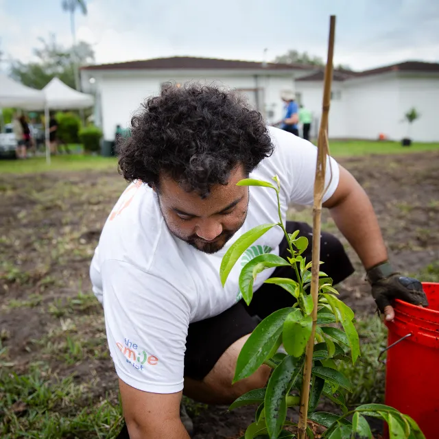 volunteer planting a fruit tree in a new community garden.